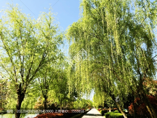 柳樹(shù)