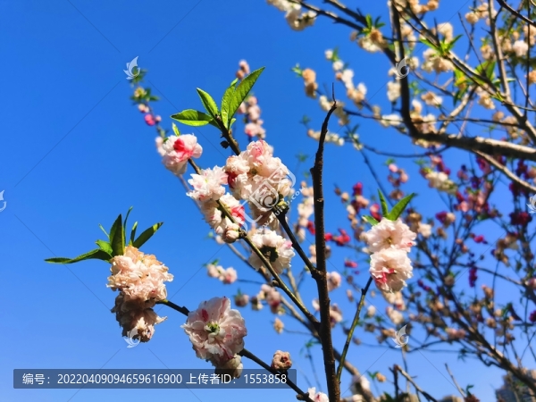 櫻花