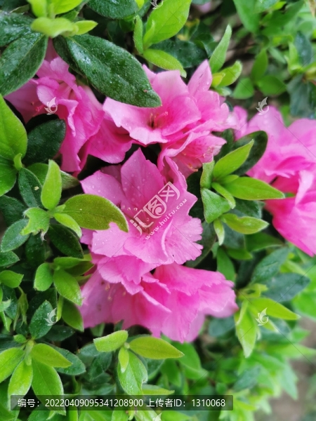 杜鵑花