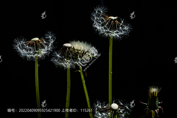 花草蒲公英
