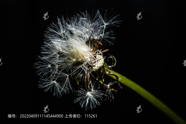 蒲公英花卉