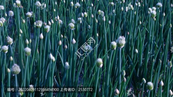 大蔥