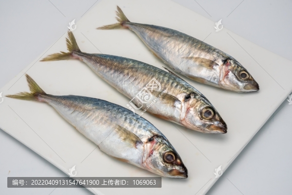 鲅魚