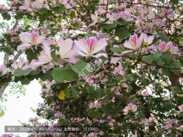 紫荊花素材