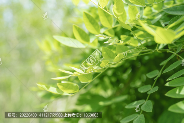 綠色植物