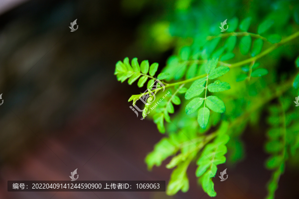 花卉植物合歡樹