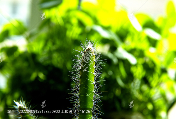 令箭