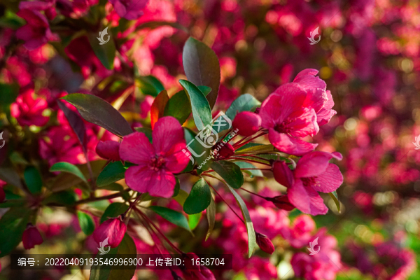 海棠花
