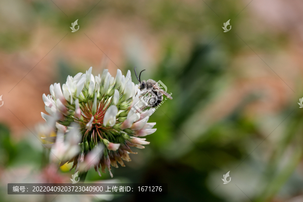 蜜蜂