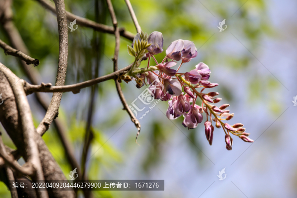 紫藤花