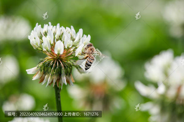 蜜蜂