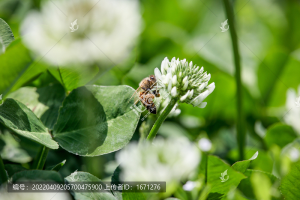 蜂戀花