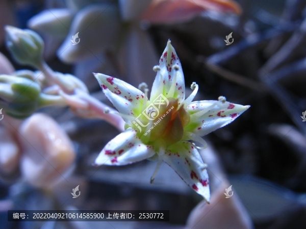 朧月
