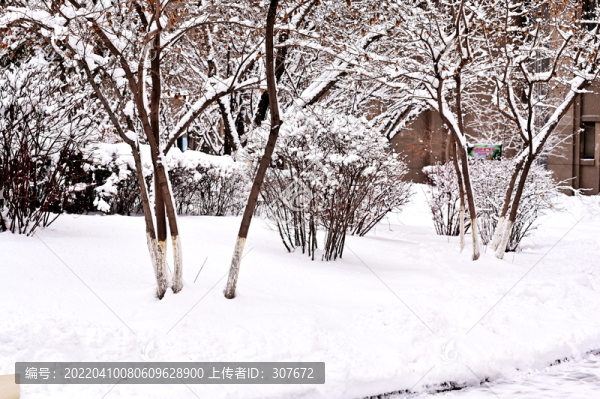 春雪