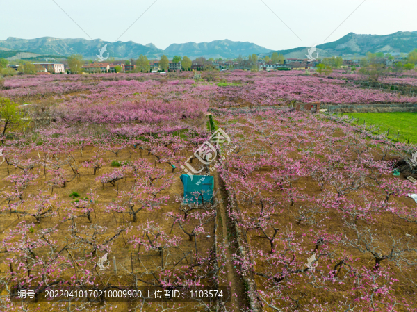 航拍濟(jì)南仲宮東泉盧村萬畝桃花