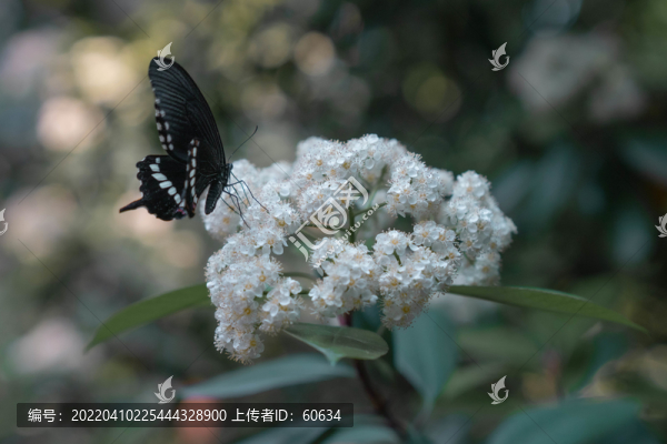 石楠花