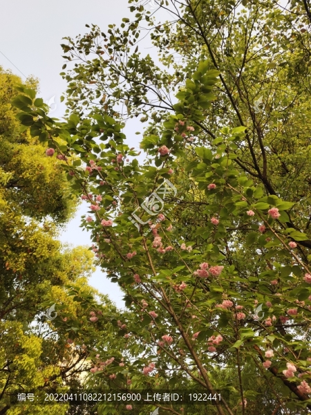 櫻花