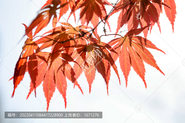 紅葉