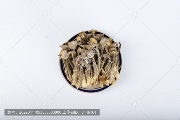 鹿茸菇