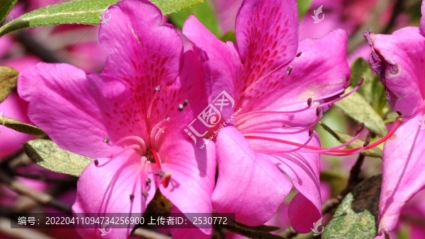 杜鵑花