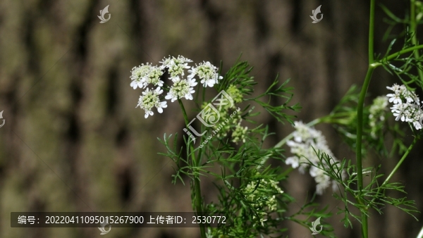 芫荽