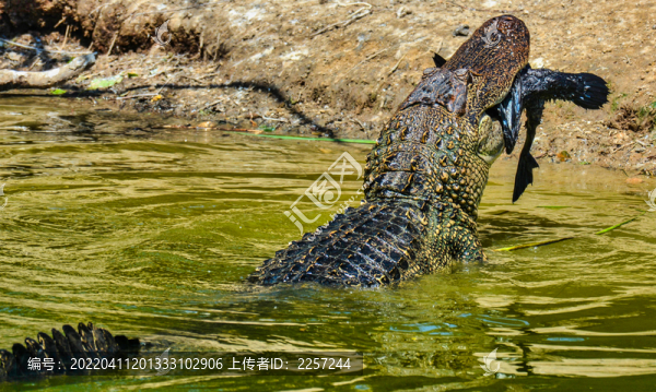 鱷魚與兩棲動物