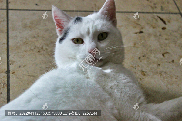 貓咪與短毛貓