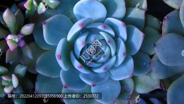 吉娃蓮