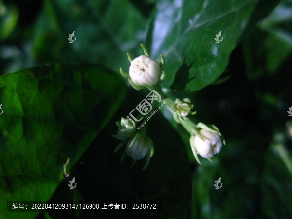茉莉花