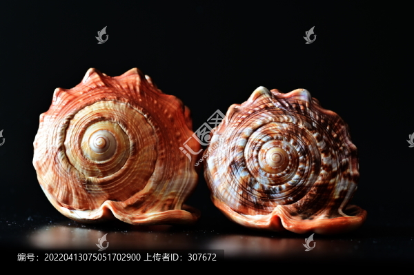 i海螺