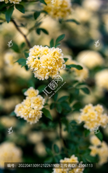 木香花