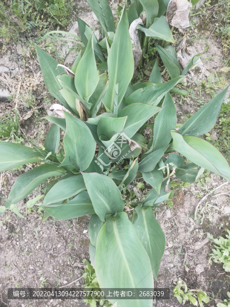 美人蕉種植