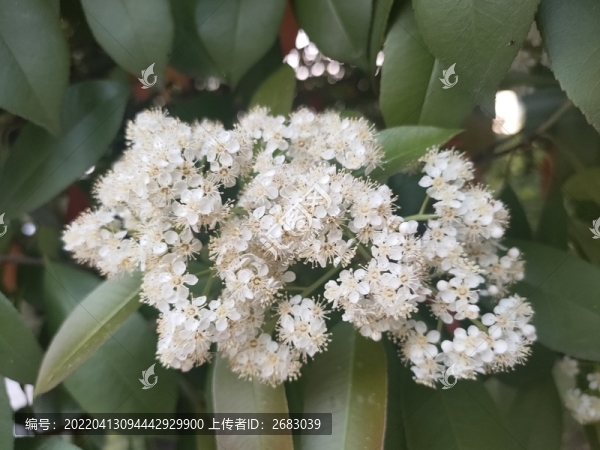 球花石楠特寫