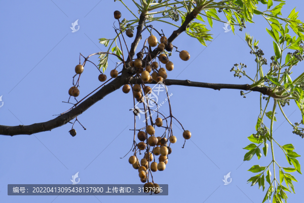 苦楝