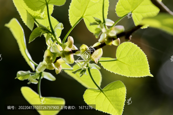 椴樹葉