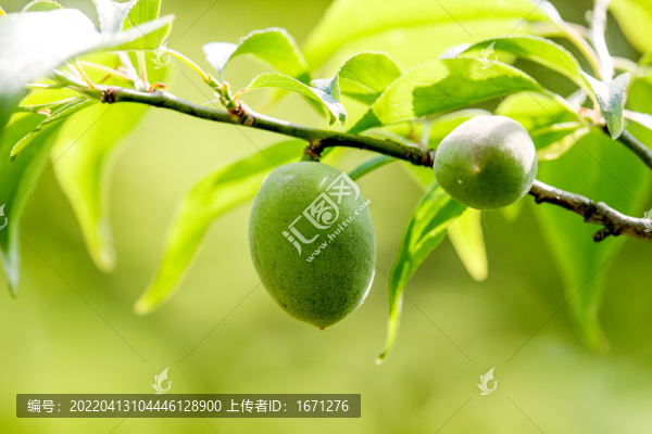 青梅