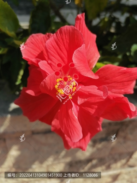 朱槿花