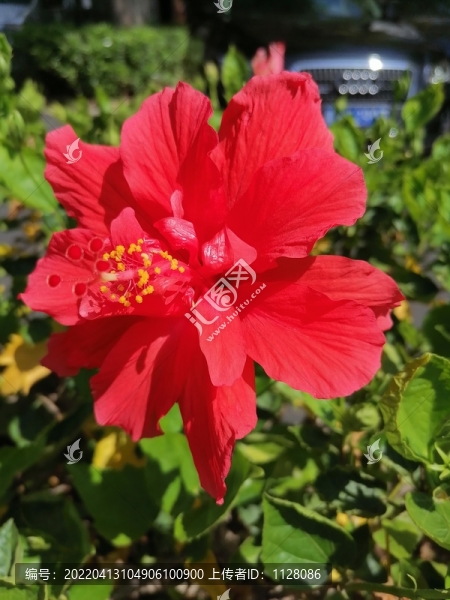 朱槿花