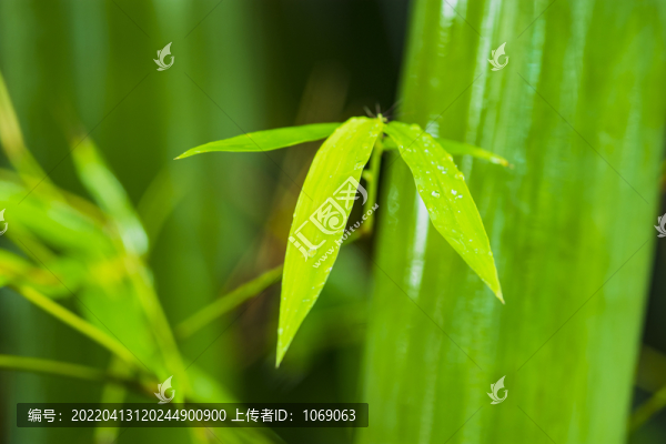 竹林竹葉