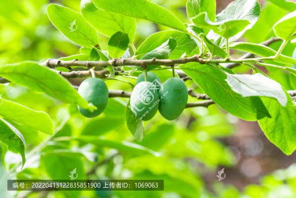 果園青果果子