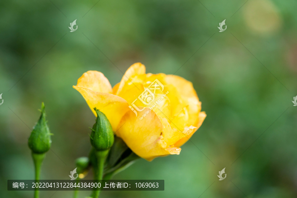 月季花
