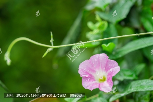 大碗花花草