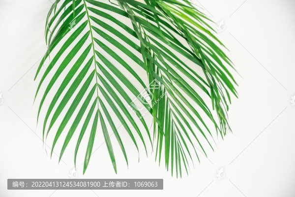 綠植散尾葵