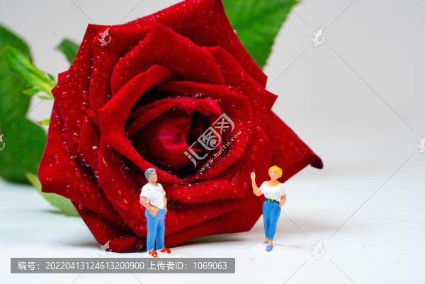 七夕情人節(jié)玫瑰花