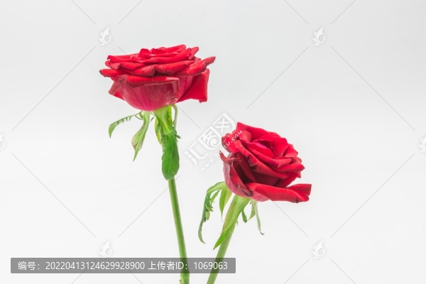 七夕情人節(jié)玫瑰花