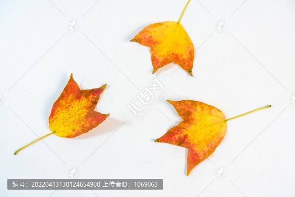樹葉黃樹葉