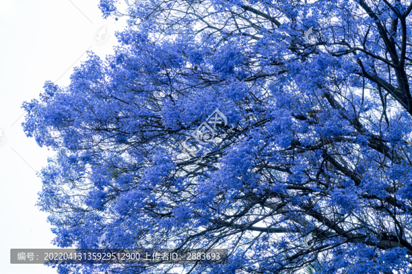 藍花楹