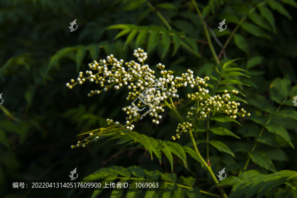 植物珍珠梅