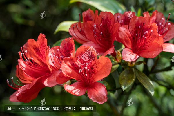 杜鵑花