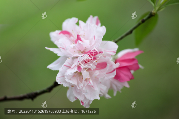 白碧桃